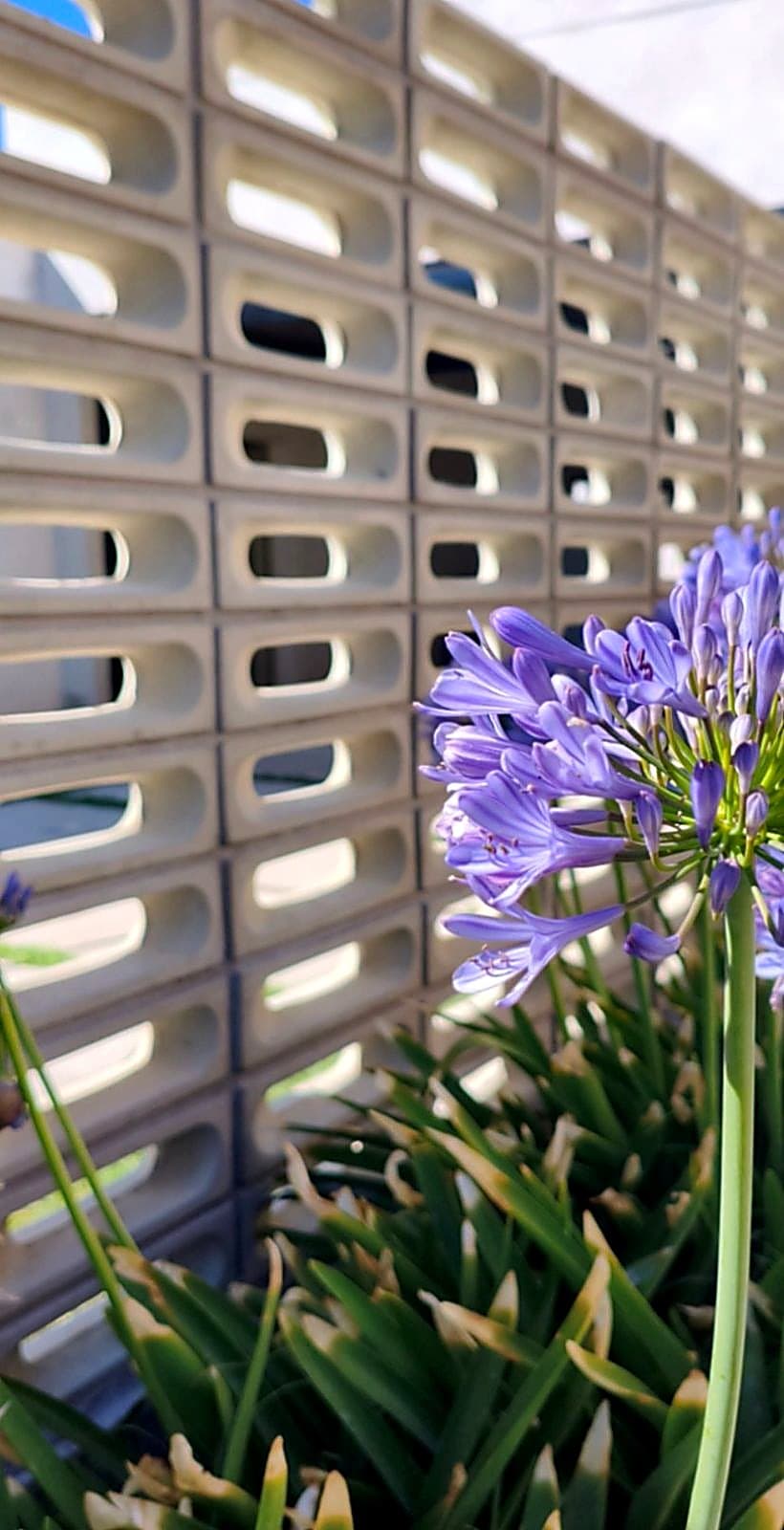 Muro de cobogó Óvalo con agapantos en flor